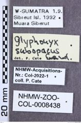 Etikette zu Glyphonyx subopacus (NHMW-ZOO-COL-0008438)